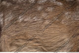 animal skin doe fur 0013